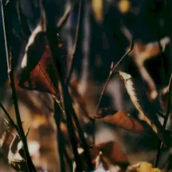 Bloodless by Benoît Pioulard