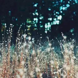 The Cloudy Music by Heavenchord & Amanita Phalloides