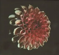 Unfolding by Jessica Moss