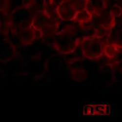Blood by OSI