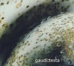 Gaudi:Testa 1105 by Gaudi & Antonio Testa