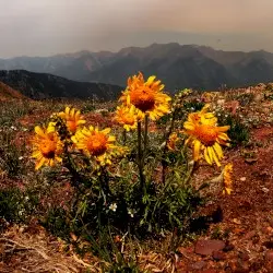As the Fires Burn by Evergreen Refuge