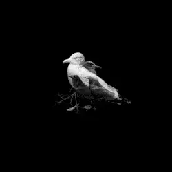 Ghost Bird by Clara Engel & Bradley Sean Alexander