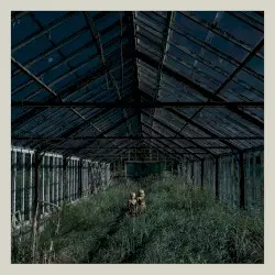 Dealer by Foxing