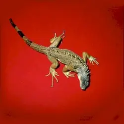 Delivery Health by Giovanni di Domenico, Jim O’Rourke, Tatsuhisa Yamamoto
