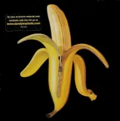 Welcome to the Monkey House by The Dandy Warhols