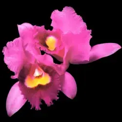 Orchid by Opeth