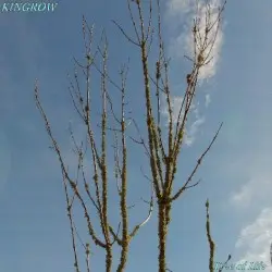 Tree of Life by Kingrow