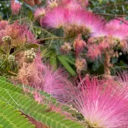 Petal Dance by Michiru Aoyama