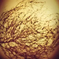 Tumbleweeds II by Across Tundras