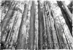 Convergence by Austere