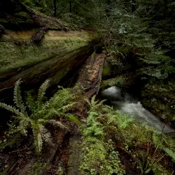 Echoes of the Wood: Branch V by Shameful Footsteps