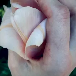To Hold the Ripened Sun by shedfromthebody