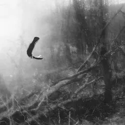 Spectral Birds by Ali Murray