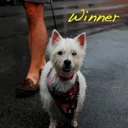 Winner by Alex G