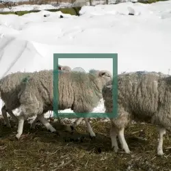 Music for Sheep by Nacht Plank & Futuregrapher