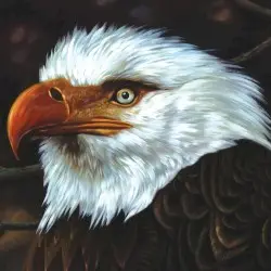 The Hawk Is Howling by Mogwai
