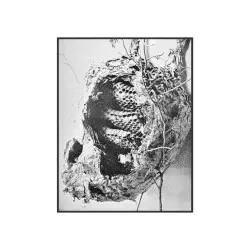 Nest of the Paper Hornet by Séraphitüs-Séraphîta