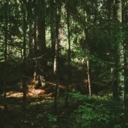 ୧ ‧₊˚ ⊹ andi skógarins 森 . ݁ˎˊ˗𓍼ོ by memorykeeper7
