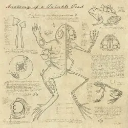 Anatomy of a Twinkle Toad by Truth