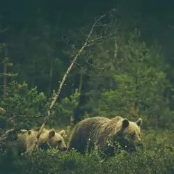 Wildlife Addendum by Warmth