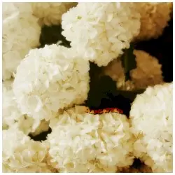 Original Chrysanthemum by SlugWeed