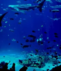 Age of Aquariums by vax