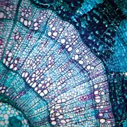 Petite Constellations by Bluetech
