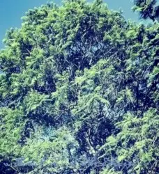 I Know It’s the Trees... by Q'uq'umatz