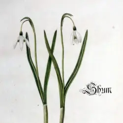 Gyönge hóvirág by Shum