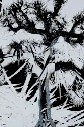 Plastic Tree by Plastic Tree