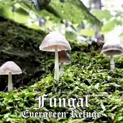 Fungal by Evergreen Refuge