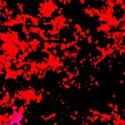Echoes by ｓ ｉ ｒ ｏ ｓ ស៊ីរ៉ែន