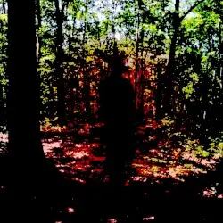 Mystical Forest by Nick Vasic