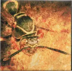 Mud Wasp by ASTRO / Hiroshi Hasegawa