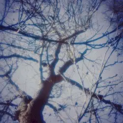 ʚଓ˚ᨒ↟❀ Trädet från förr 𓇢𓆱 by memorykeeper7