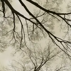 Darkening Skies Consume the Woods by Jaiden Macintosh / Levelium