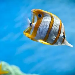 fishスプリット by 魚魚 and Ｆｕｔｕｒｅ░Λｑｕａｒｉｕｍｓ░ＬＴＤ