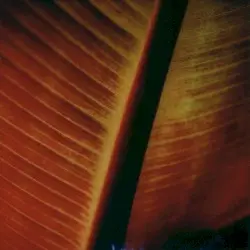 Underwritten IV by Benoît Pioulard