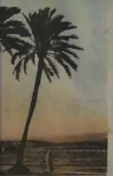 The Palm Leaves of Victory by Sun City Girls