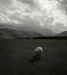 Ruminant by 310