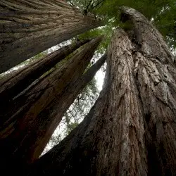 Echoes of the Wood: Branch VIII by Shameful Footsteps