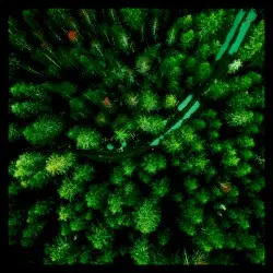 No Ailment by SlugWeed