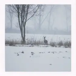 Polar Nights by From the Willowmeadow