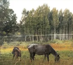 Old Pride by Pianos Become the Teeth