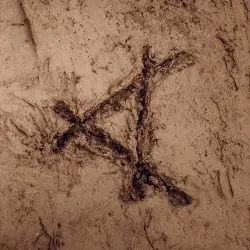 Tracked in Mud by Cassels