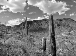 Sonora by Scale & Feather