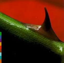 Night Song by Nusrat Fateh Ali Khan & Michael Brook