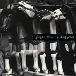 Hiding Place by Sugar Plant
