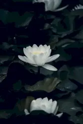 LOTUS by silentwave